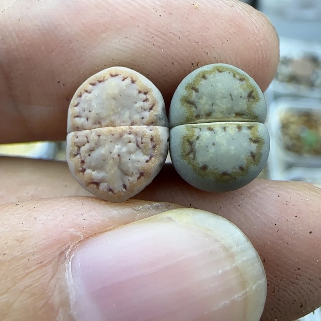 71粗圈小个子饼干左边稍缺水特