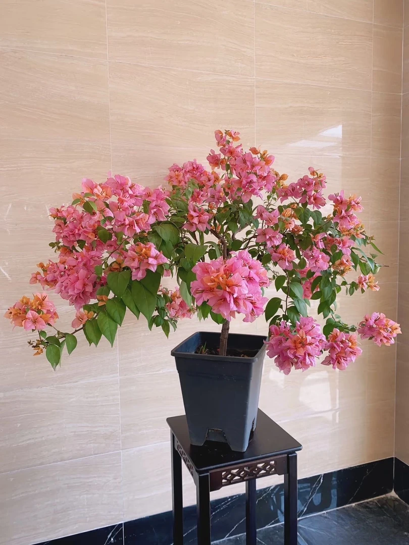 《金发女郎》三角梅陶瓷盆花卉勤花四季开花