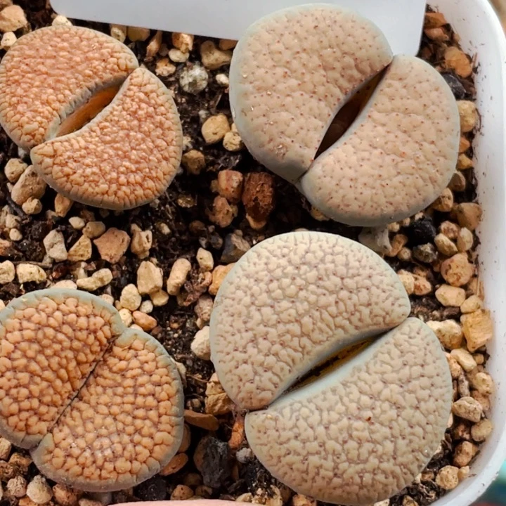 450血点潮贡母本带盆