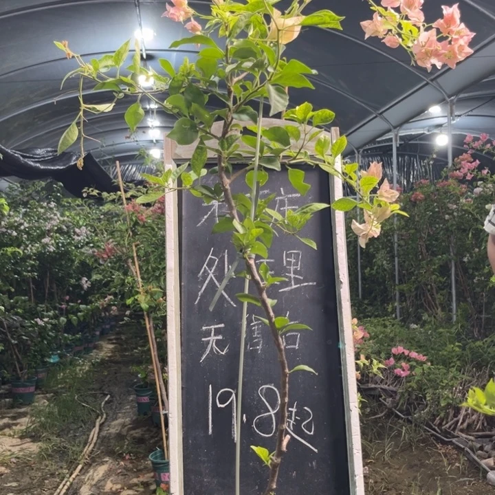 无花朵三角梅三角梅42