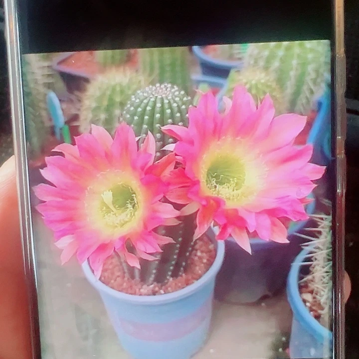 毛花柱美瞳侧芽拍一发二