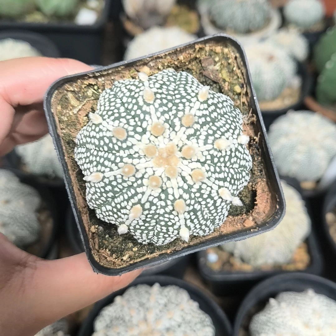 奇迹5.5一物一拍脱土发货