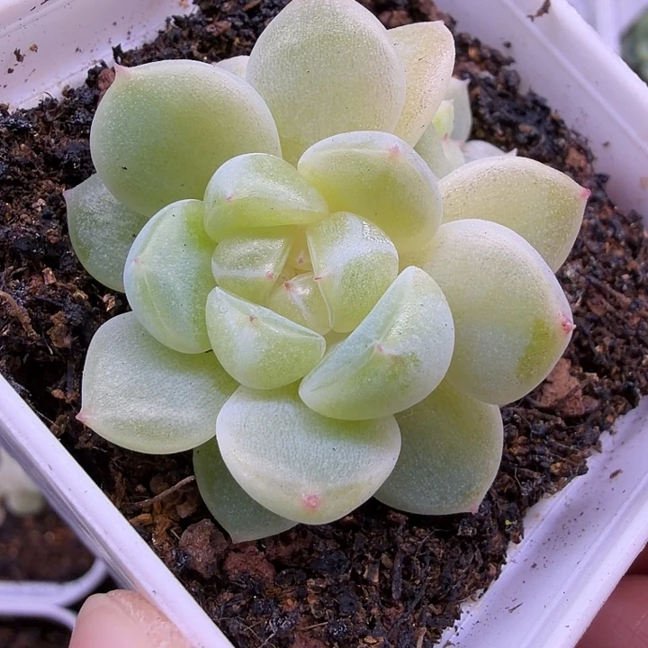 财富密码31号双头五公分盆