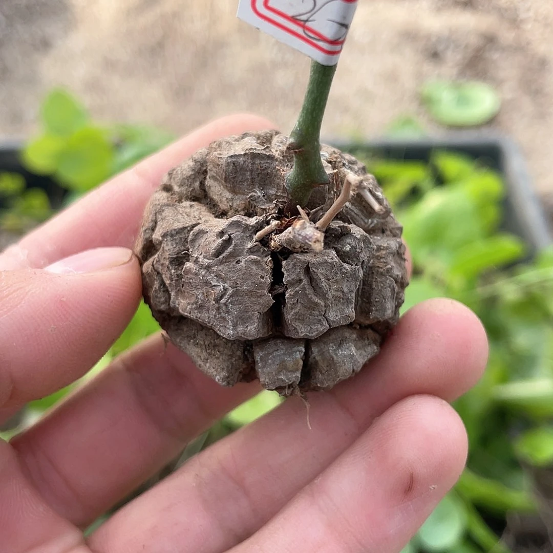 龟甲龙一物一拍261号