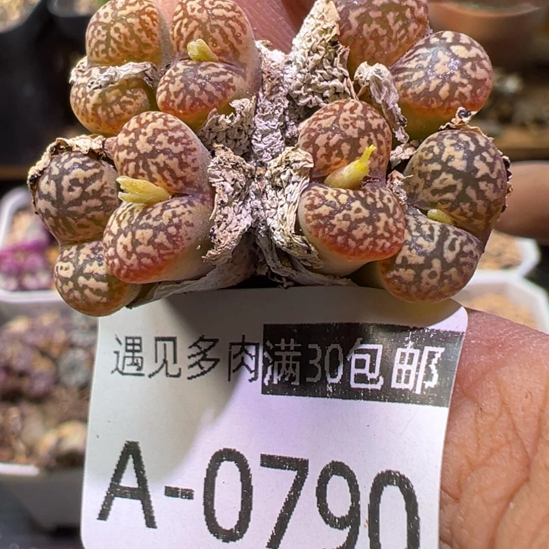 多肉植物1111111111111