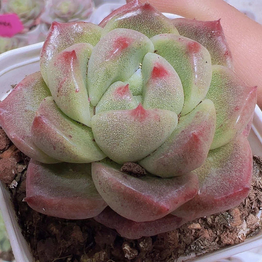 格里姆林石化19包邮