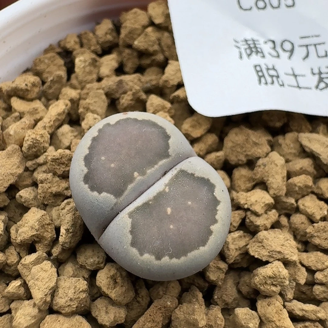 605多肉哈哈哈哈哈哈