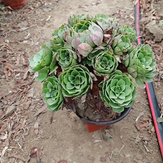 万拉丝加急发货23