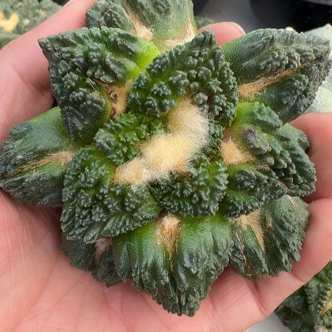 自根龟甲牡丹，暂未开根