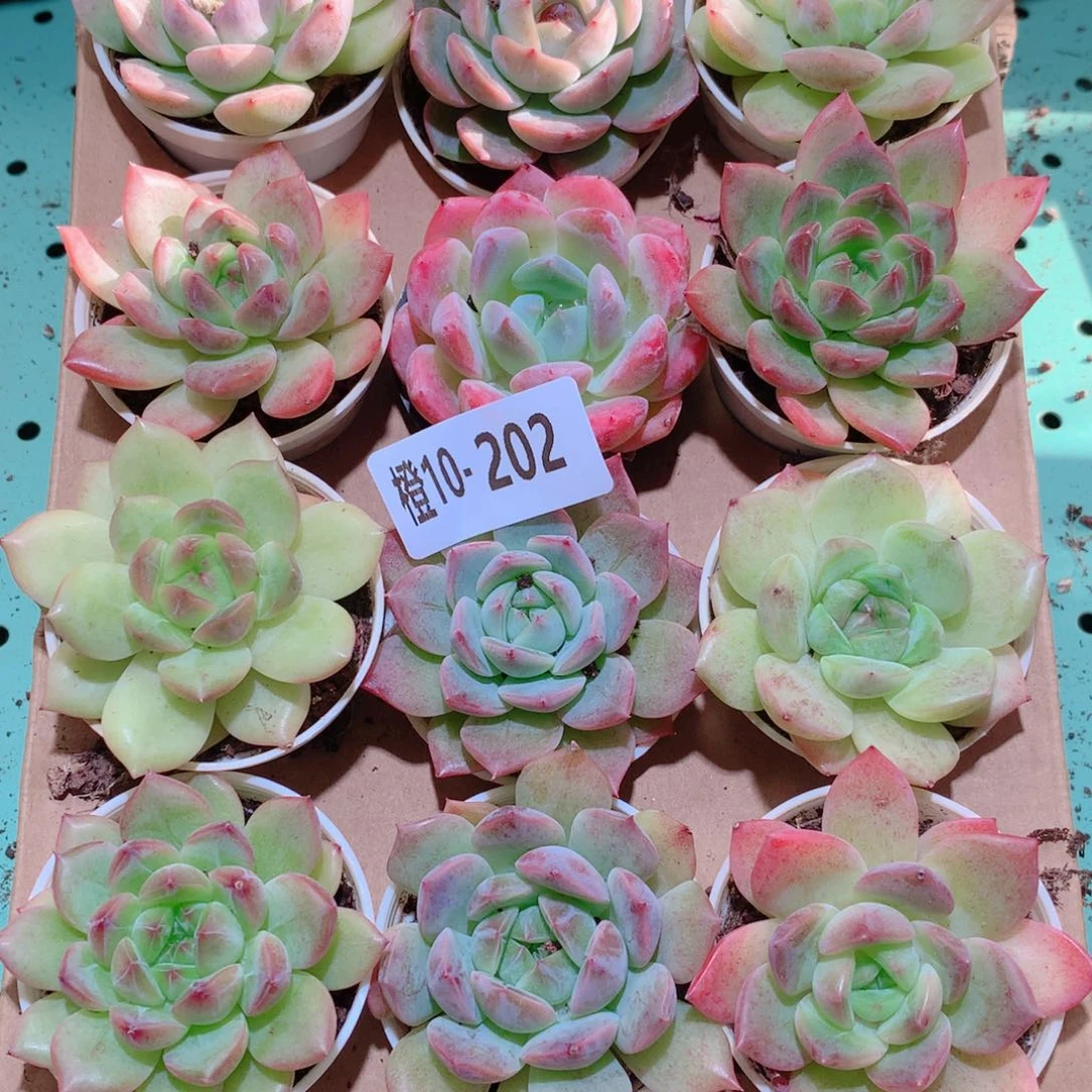 10-202一物一拍多肉带盆18颗