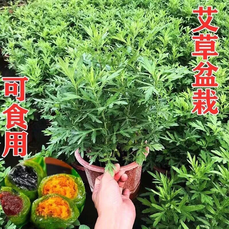 艾草新鲜盆栽植物庭院阳台种植驱蚊艾叶苗四季绿色食用香草易成活