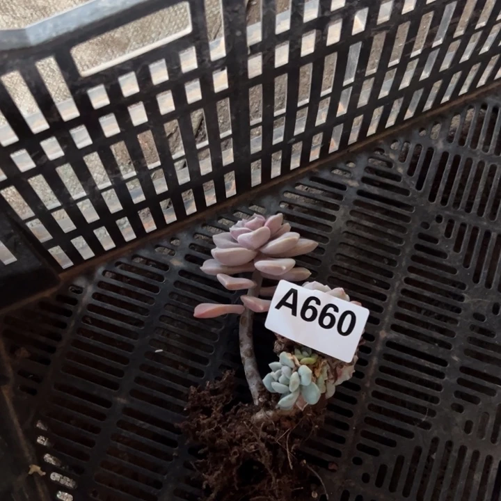 寳***钰A660紫乐嫁接冰玉23.8一物一拍