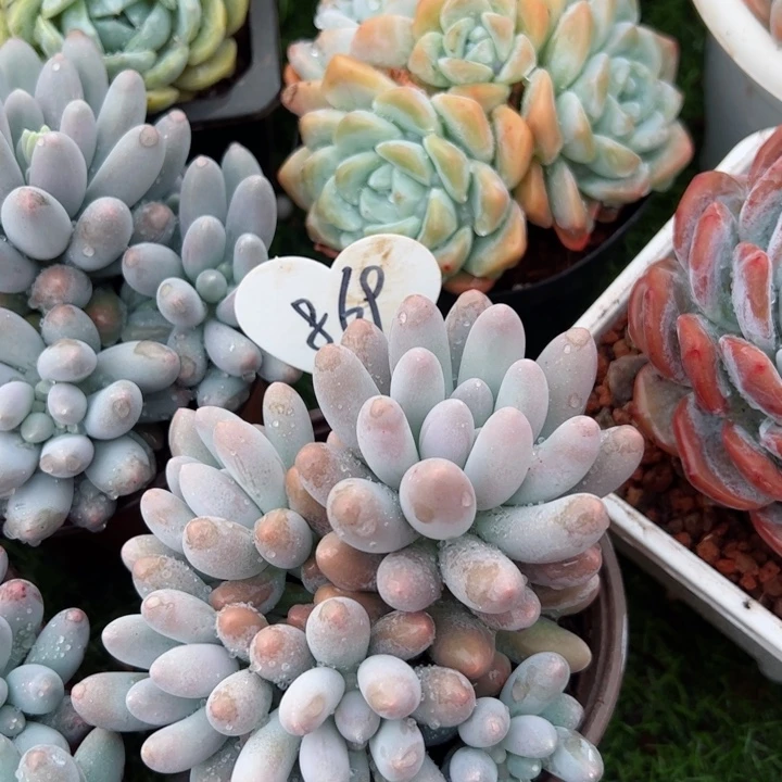 869汤圆平平安安