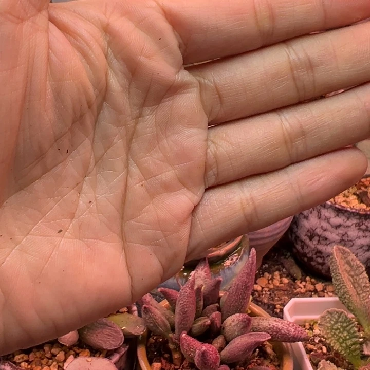 宋***团水蜜桃味真的绝啊打得