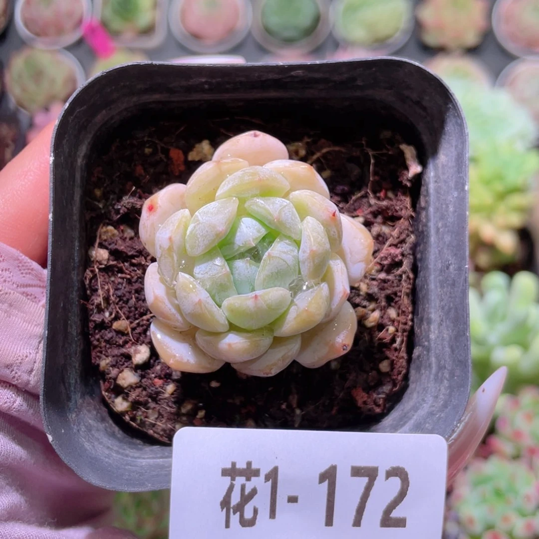 花利美1-172白色恋人