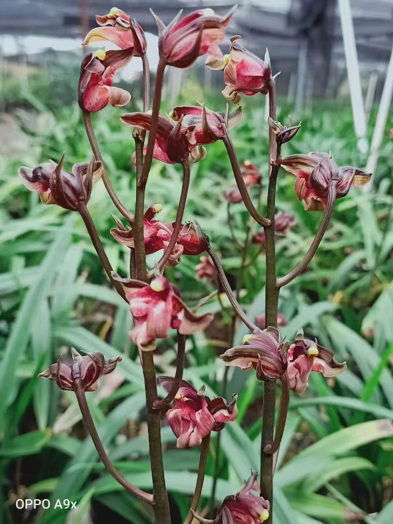 香山奇红，墨兰品种