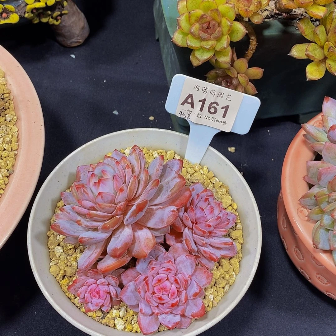 南***风A161多肉发货星星橙