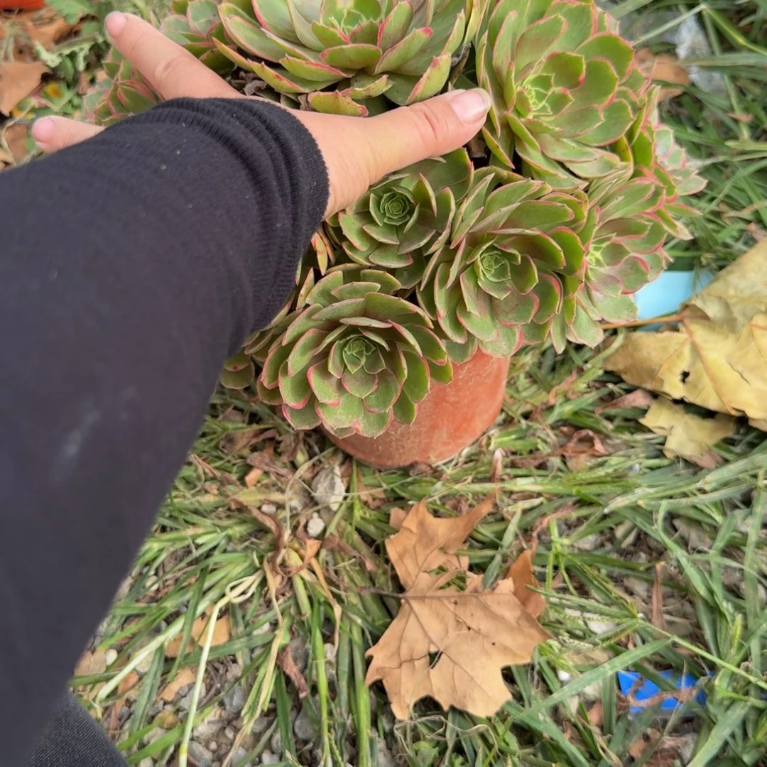 031粉花妖。多肉植物