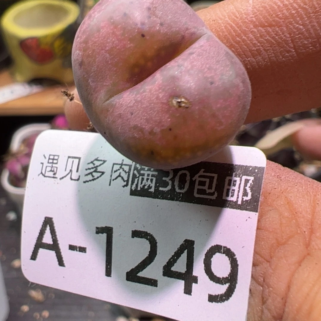 多肉植物1111111111111