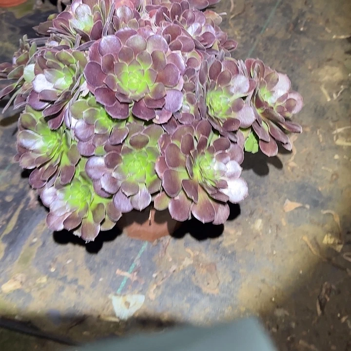 一物一拍不包损80