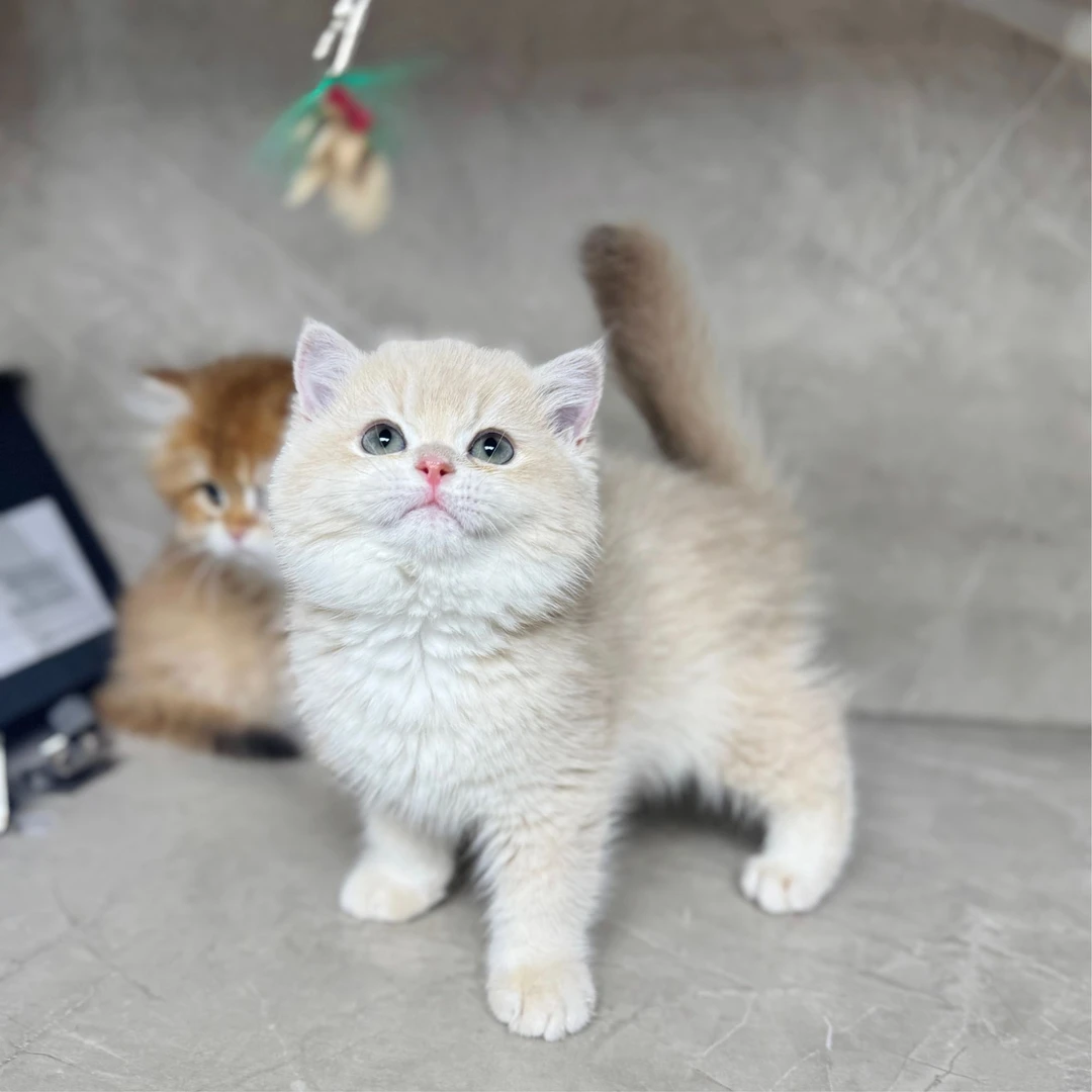 来了姊妹-紫金英短猫 弟弟 J1