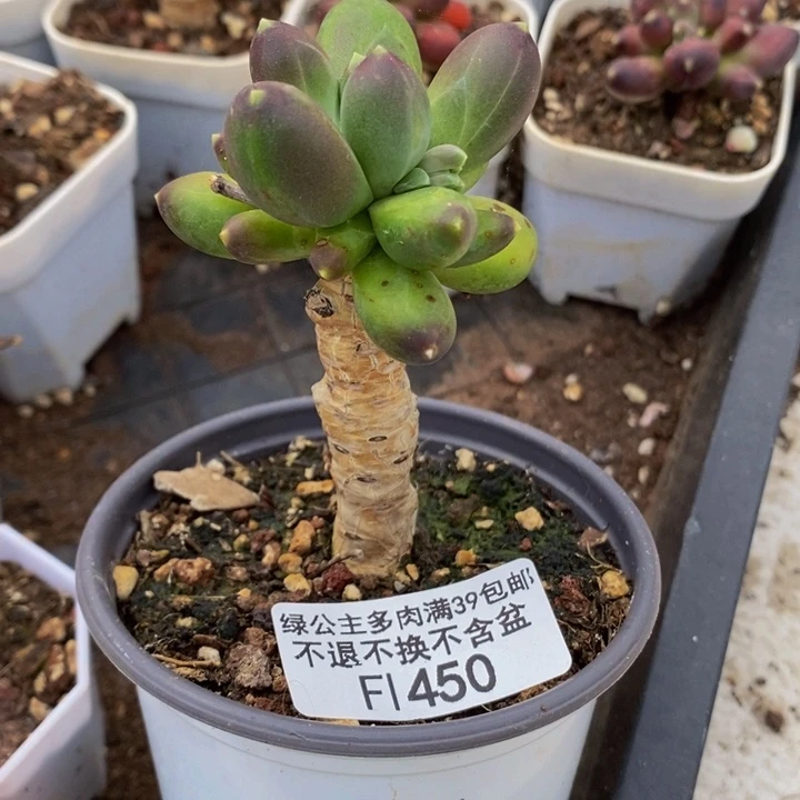 香蕉树老桩450多肉植物