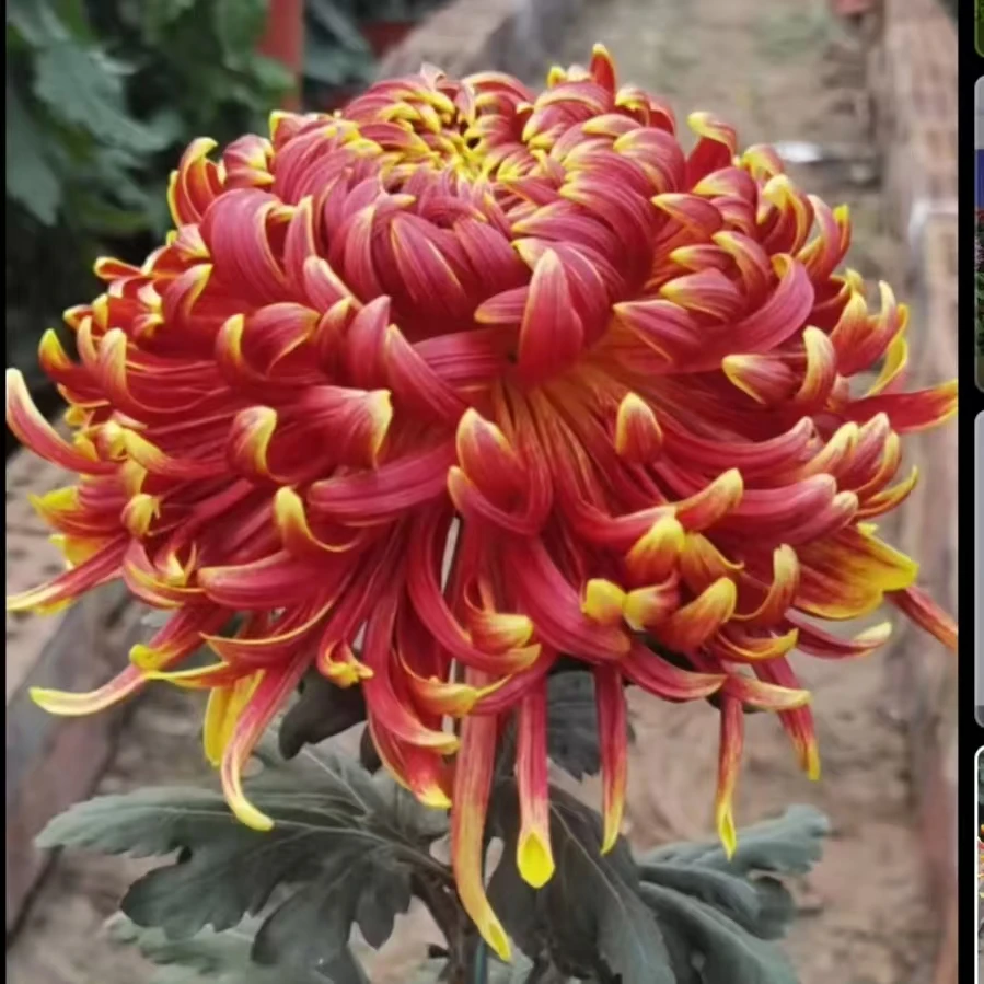 【虹耀如炬】菊花盆栽超大花朵 多年生宿根植物