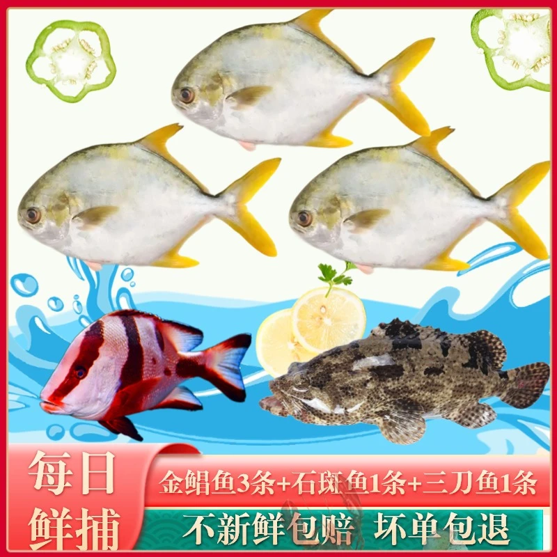 珍珠斑老虎斑龙胆石斑鱼*1条+三刀鱼*1条+3金鲳鱼*3条共4.5-4.9斤
