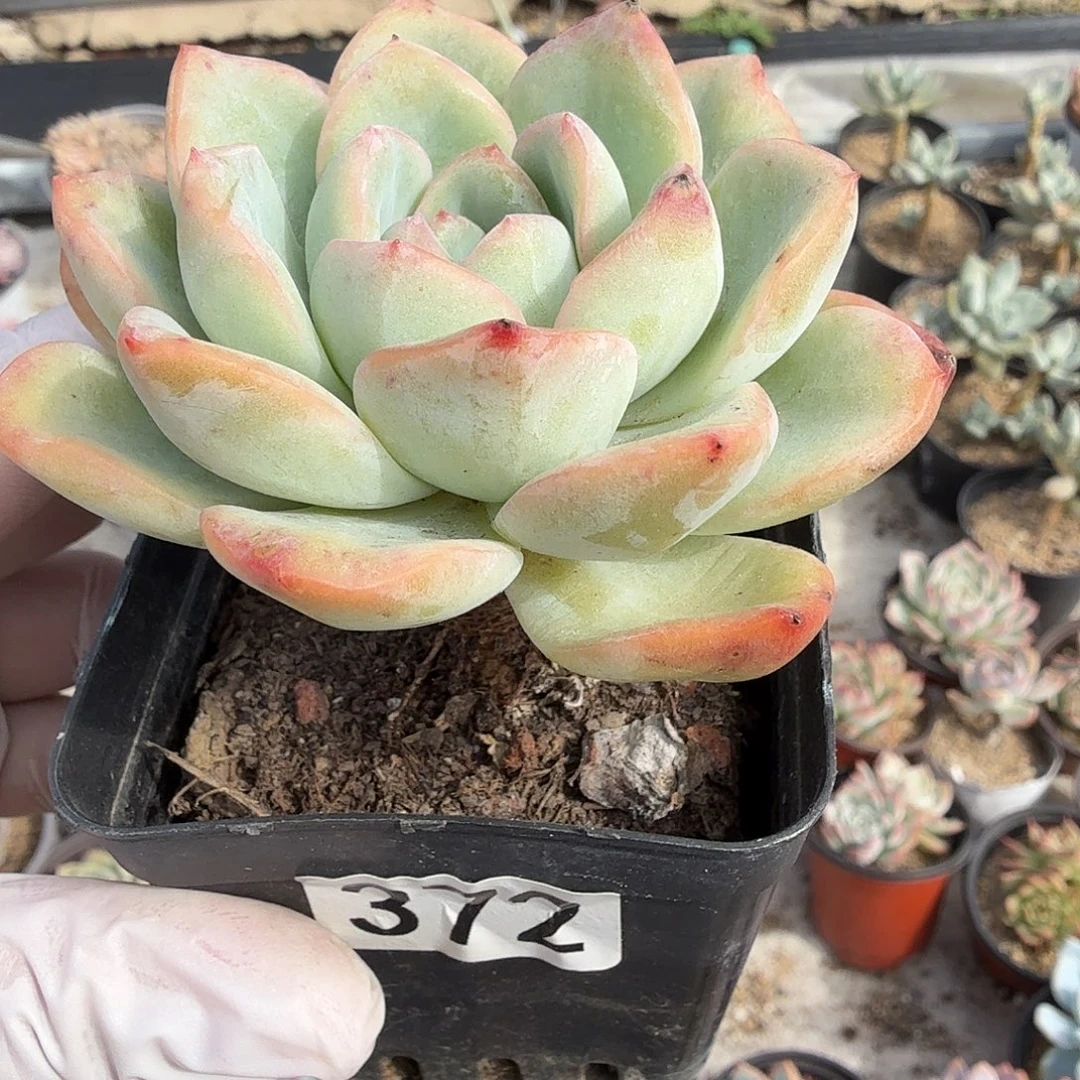 372七公分奶油泡芙满20包邮
