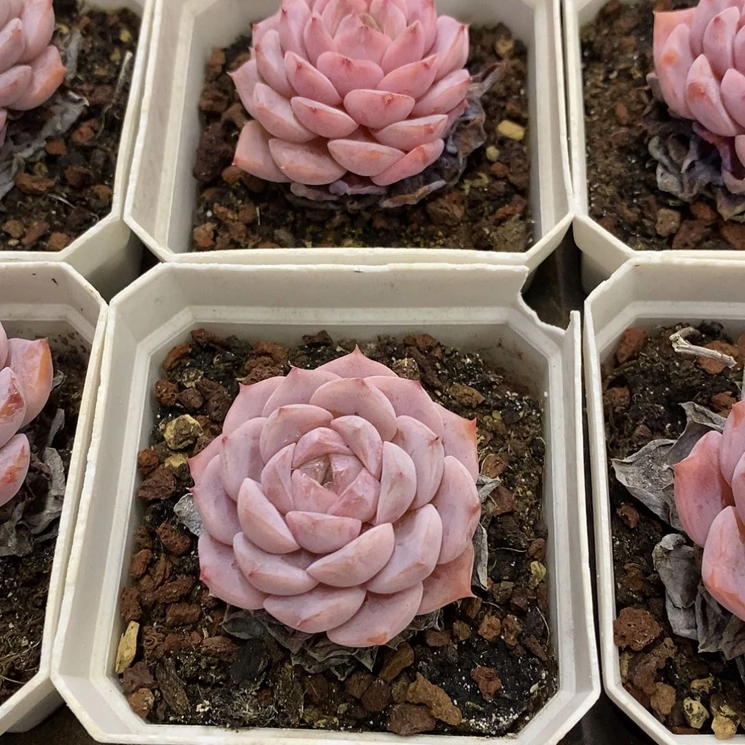 63。艾丽女王。福利多多