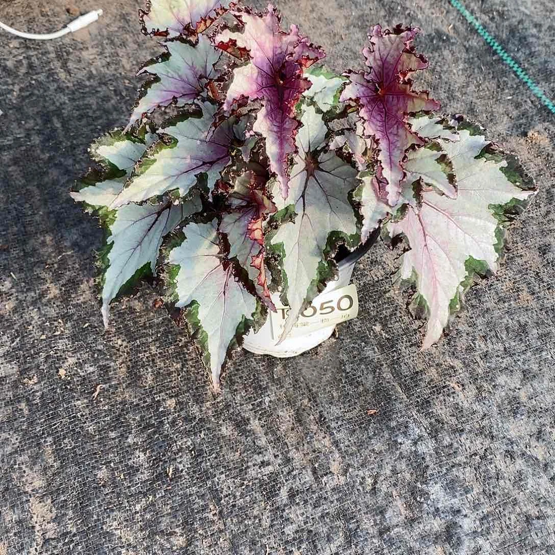 不开花植物土****6秋海棠050