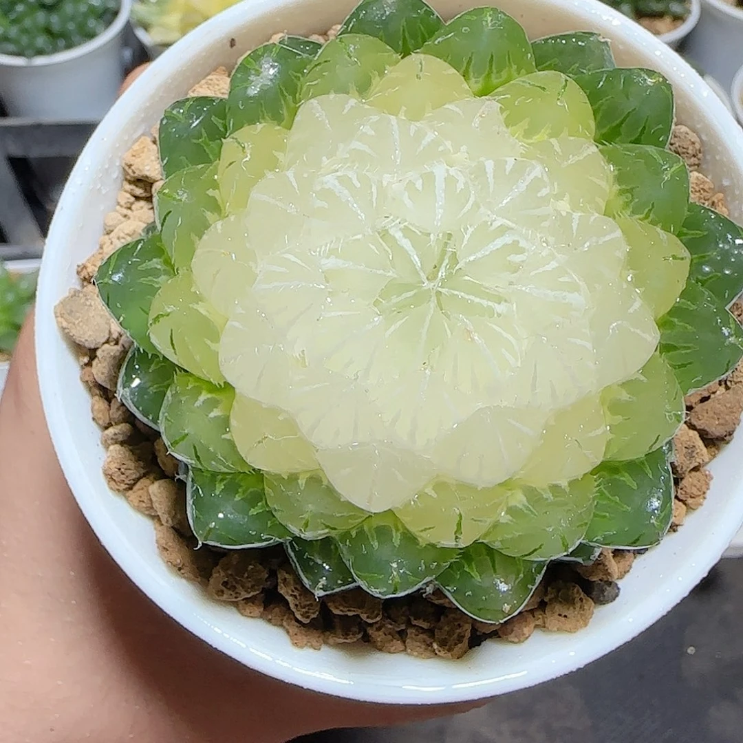 万象盆母本宝莲灯