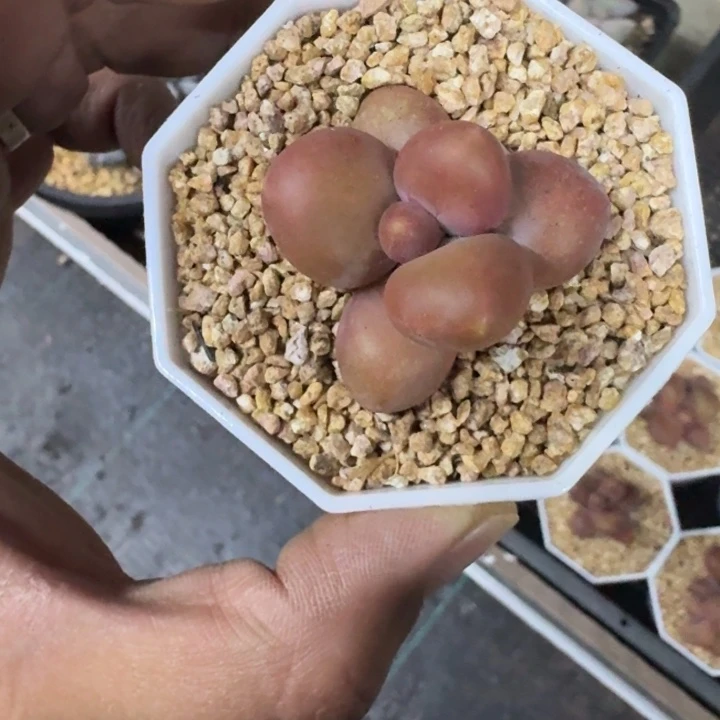 芒果奶 单头  一物一拍