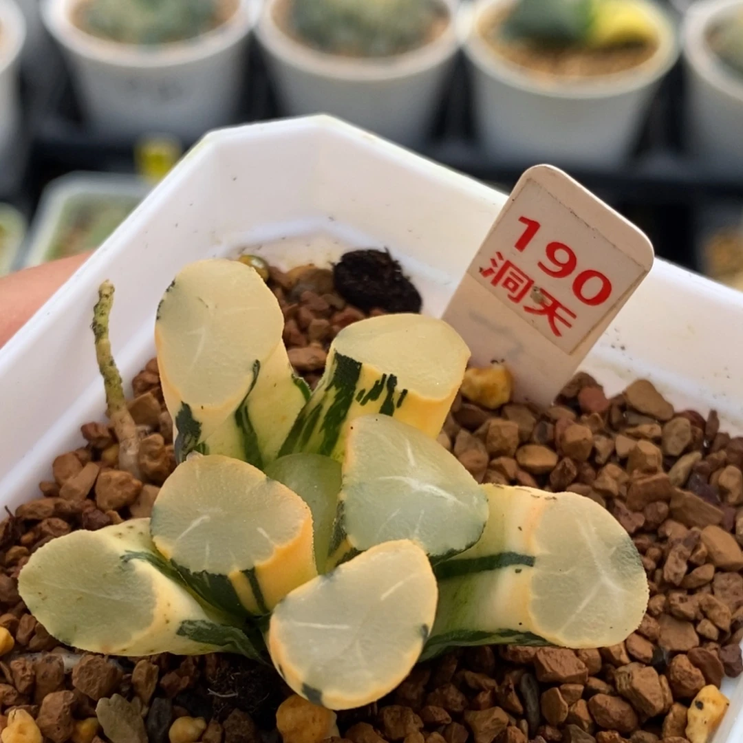 190号山之翠万象锦