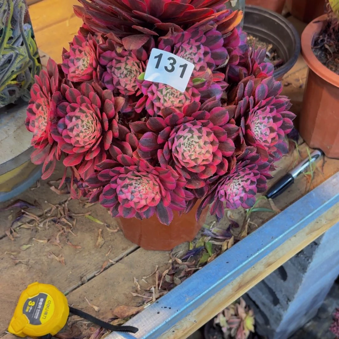 佟多肉植物粉彤131