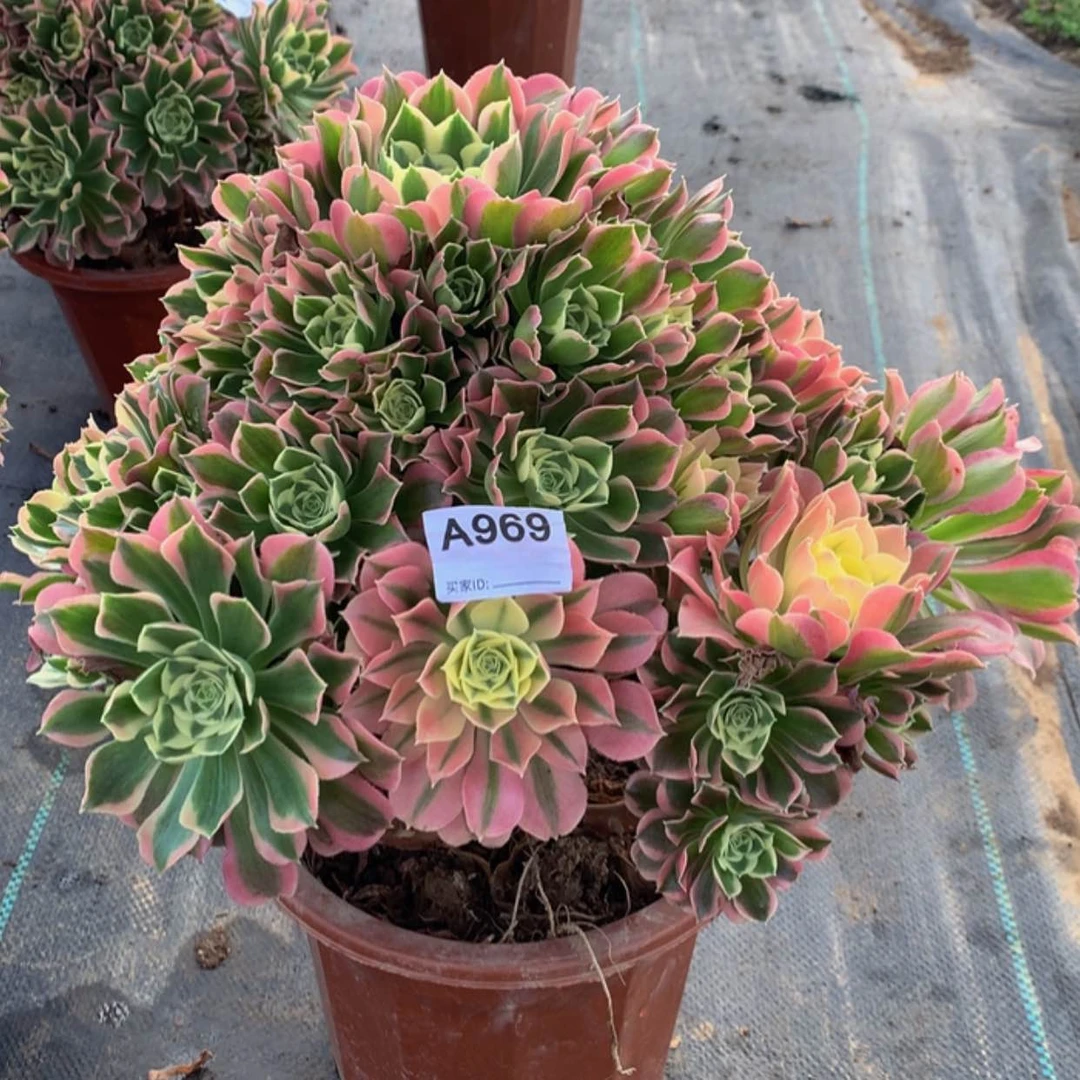 【闪购商品】969白凤，妖桩