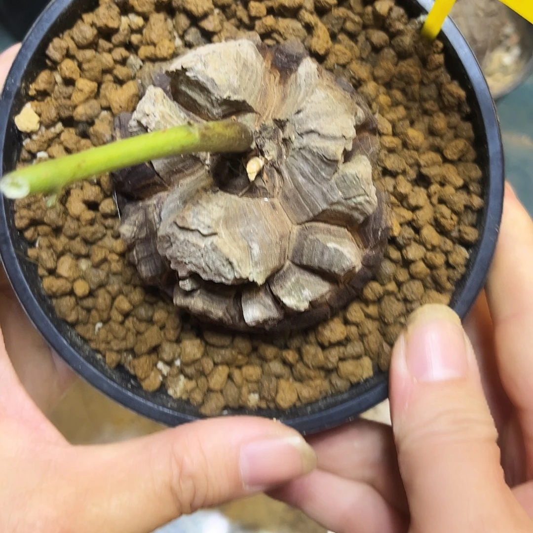 710龟甲龙5786788878