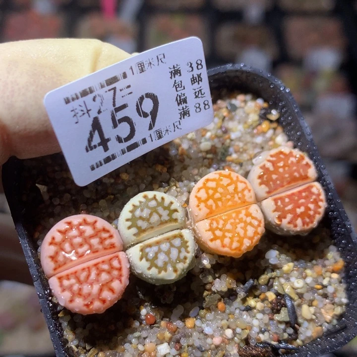 精品生石花27.459