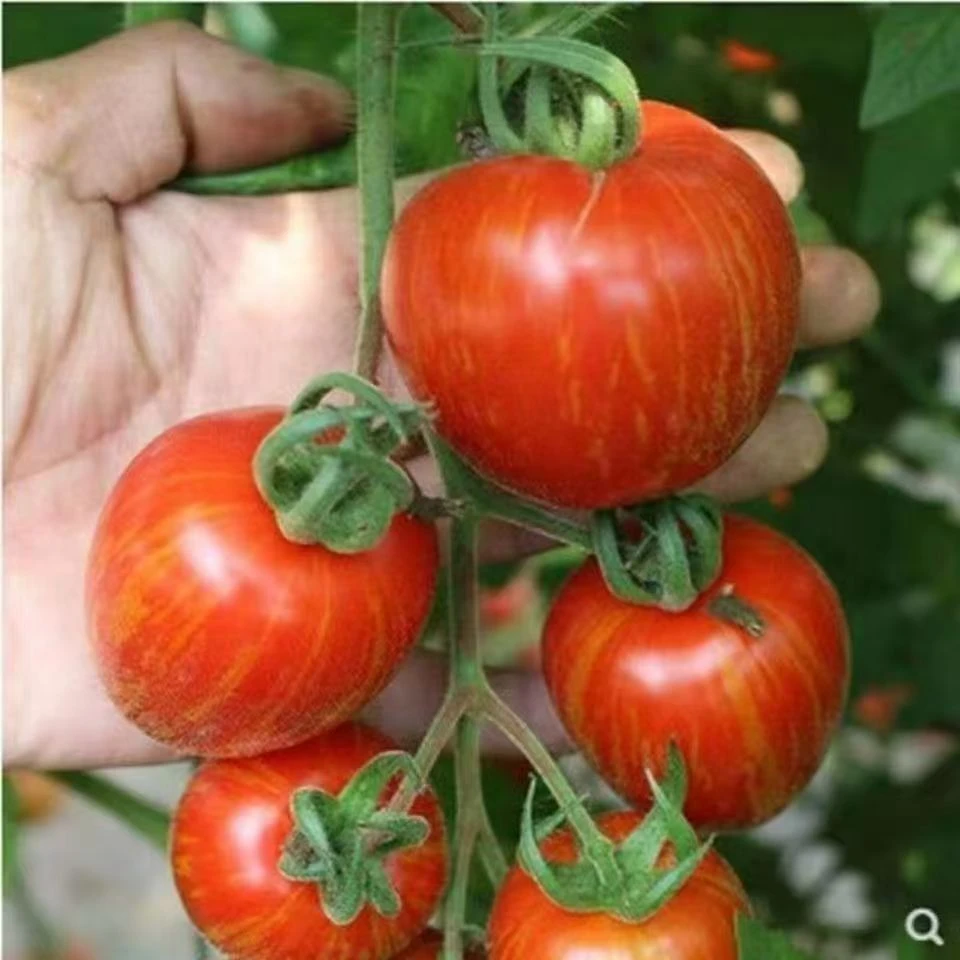 【冰糖花皮球柿子种子】四季种植盆栽地栽阳台小院种植