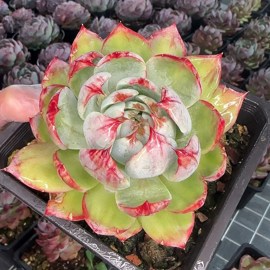 从前慢花园精选石化惊鸿小