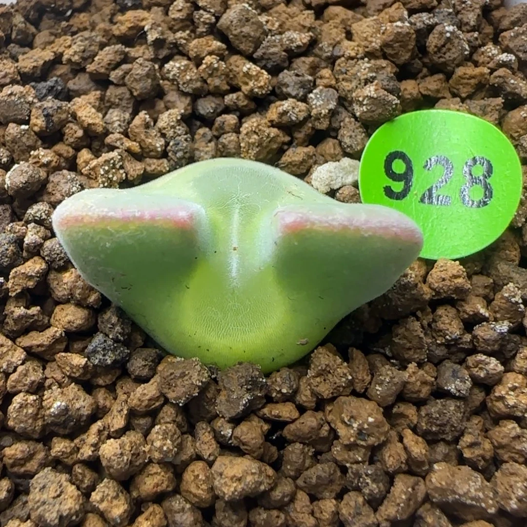 短耳朵大眼睛空蝉928