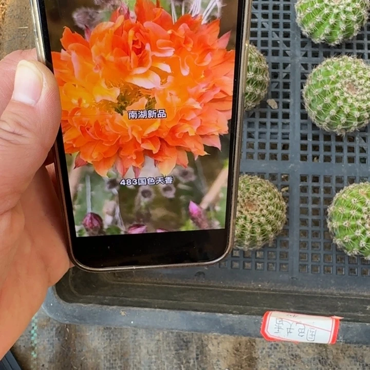 238彩草国色天香无根侧牙4公分左右