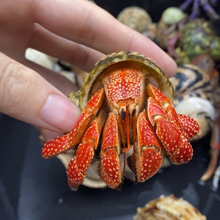 4.1口雪花法拉利斐济草莓