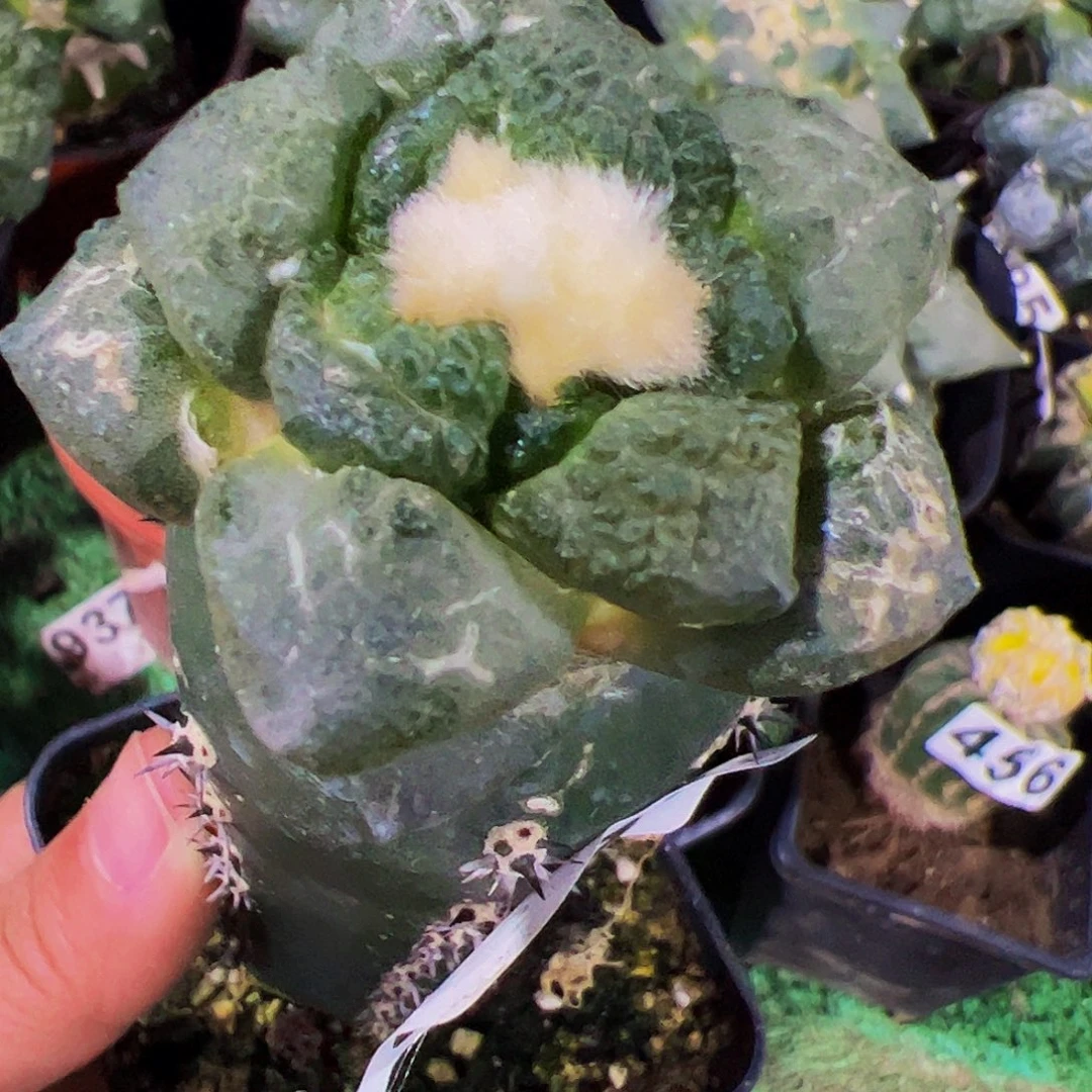 无花朵连山牡丹600