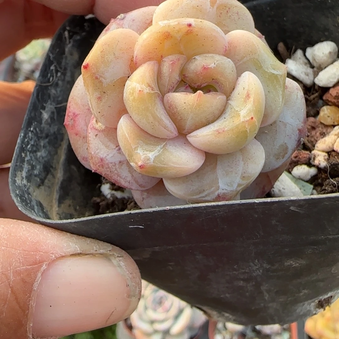 多肉小卡拉米糖心一物一拍