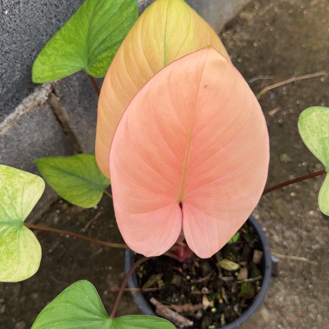 13-1219泰国发货千年健