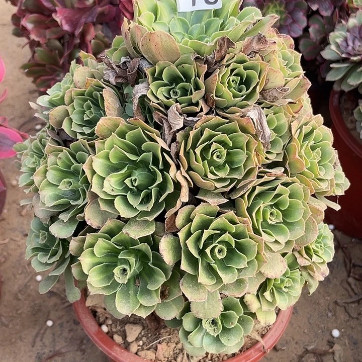 无花朵716翡翠琉璃