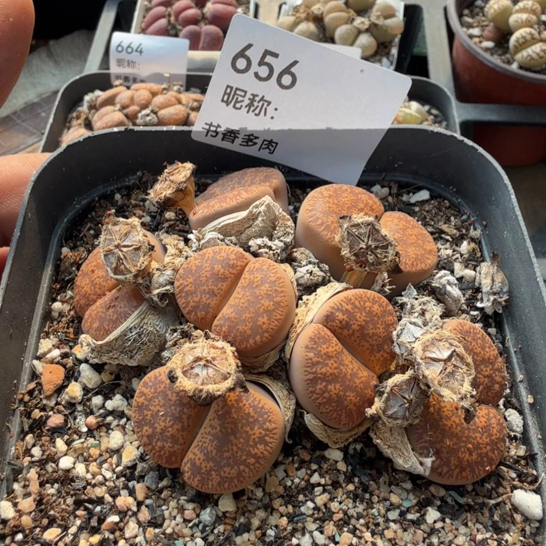 多肉植物多肉植物多肉植物