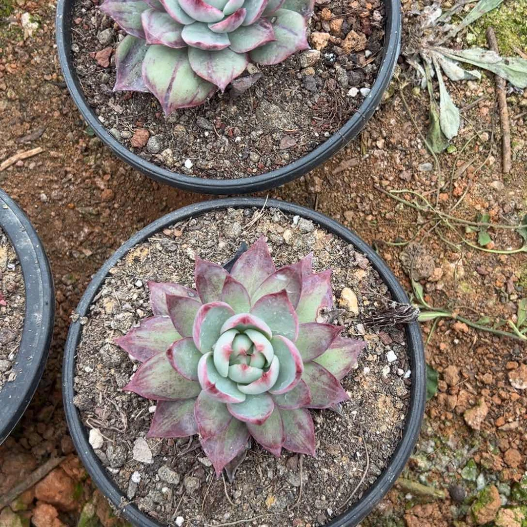 惊鸿仙子多肉植物