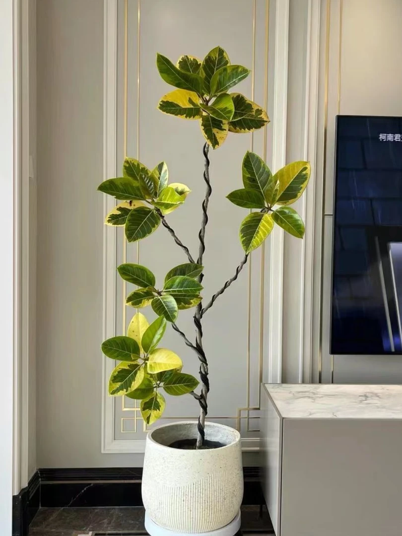 黄金榕室内大型绿植花叶橡皮树盆栽富贵榕办公室客厅好养易活植物